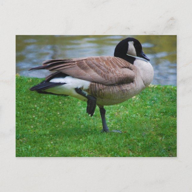 Carte postale Goose (Devant)