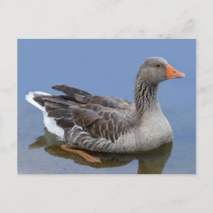 Carte postale Goose