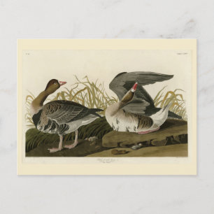 Carte Postale Goose à face blanche