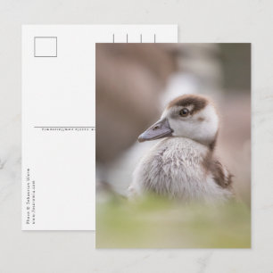 Carte Postale Goose Chick Nature Photo