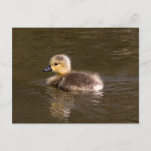 Carte Postale Goose Gosling Canada