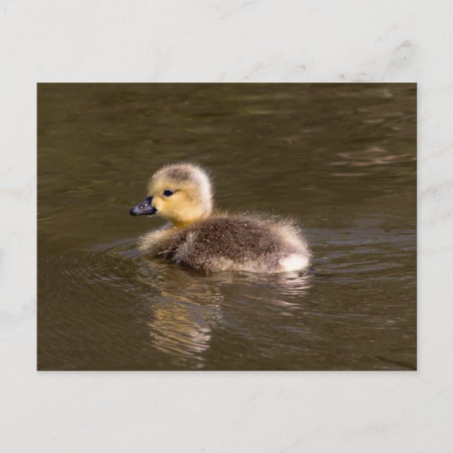 Carte Postale Goose Gosling Canada (Devant)