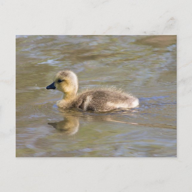 Carte Postale Goose Gosling Canada (Devant)