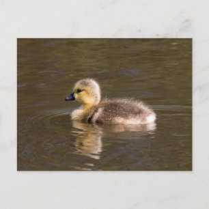 Carte Postale Goose Gosling Canada