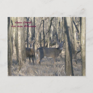 Carte Postale Goose Island, LaCrosse, Wisconsin