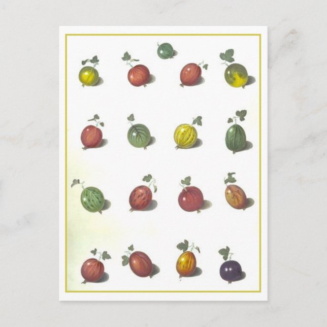 Carte postale Gooseberries vintage (Devant)