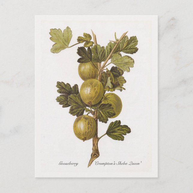 Carte Postale Gooseberry 'Crompton's Sheba Queen' (Devant)
