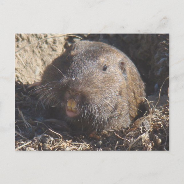 Carte postale Gopher (Devant)