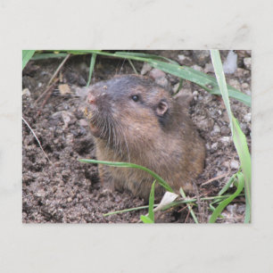 Carte Postale Gopher de poche