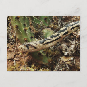 Carte Postale Gopher Snake Blond