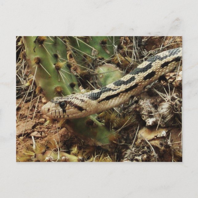 Carte Postale Gopher Snake Blond (Devant)