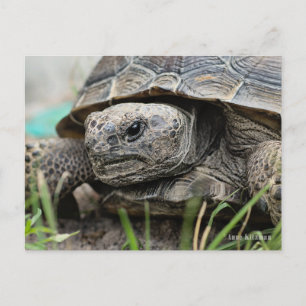 Carte Postale Gopher Tortoise