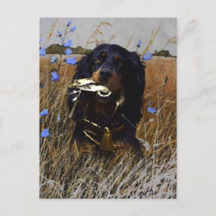Carte Postale Gordon Setter