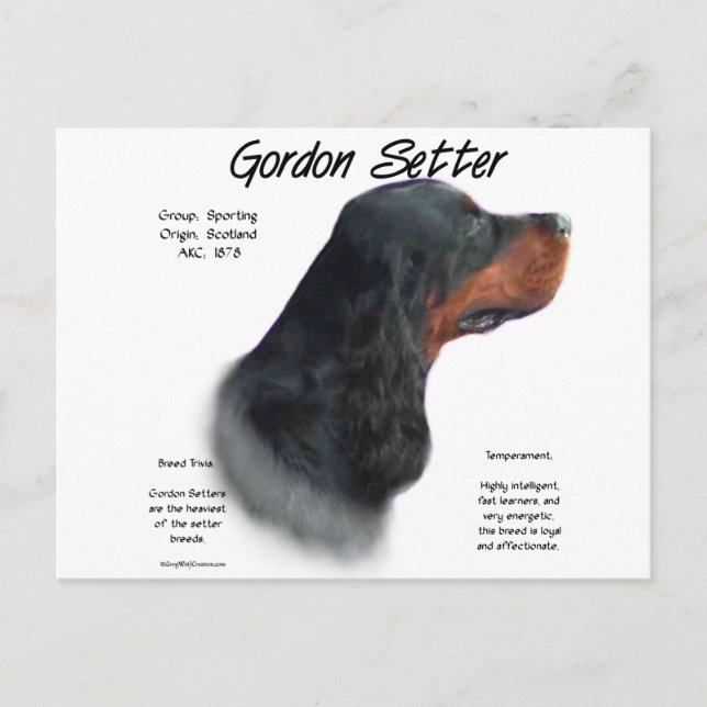 Carte Postale Gordon Setter Conception de l'histoire (Devant)