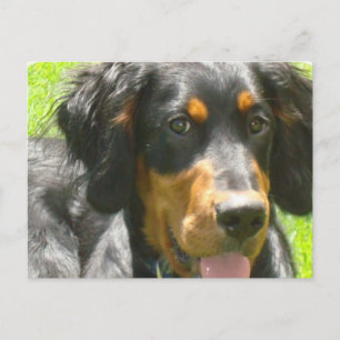 Carte postale Gordon Setter Dog
