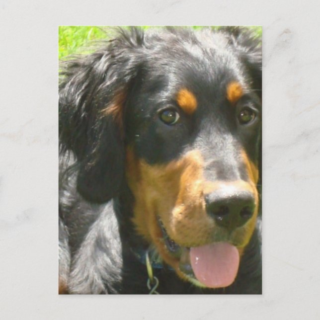 Carte postale Gordon Setter Dog (Devant)