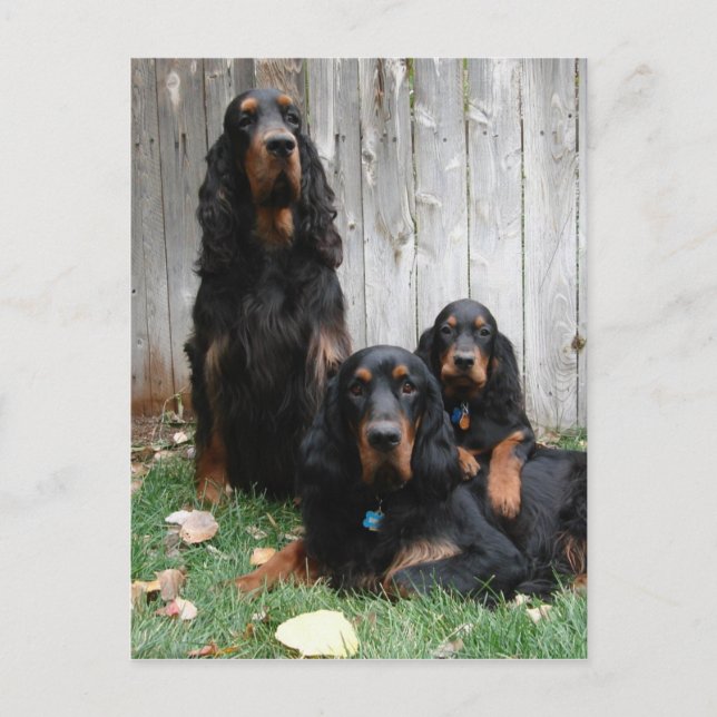 Carte postale Gordon Setter Generations (Devant)