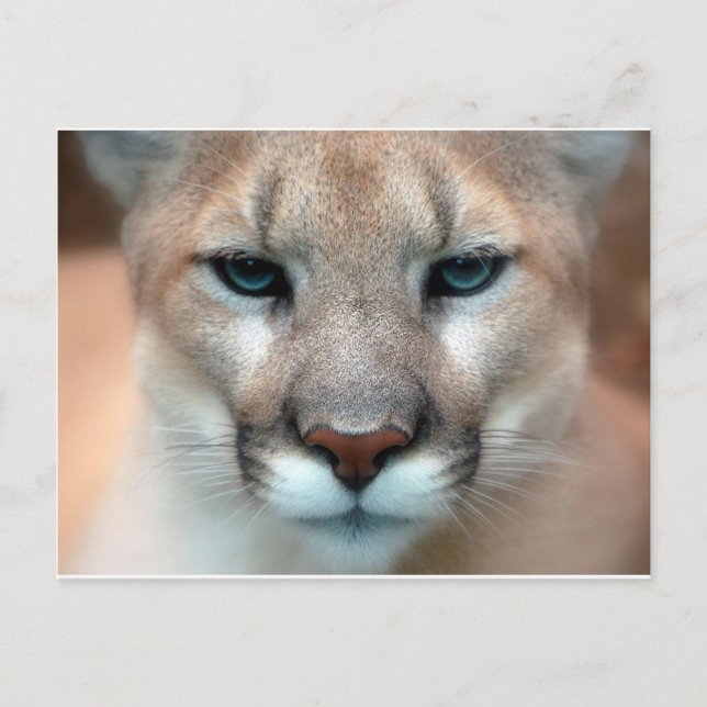 CARTE POSTALE GORGEANT COUGAR (Devant)
