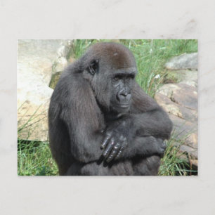 Carte postale Gorila Sitting