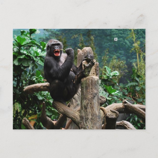 Carte Postale Gorilla (Devant)