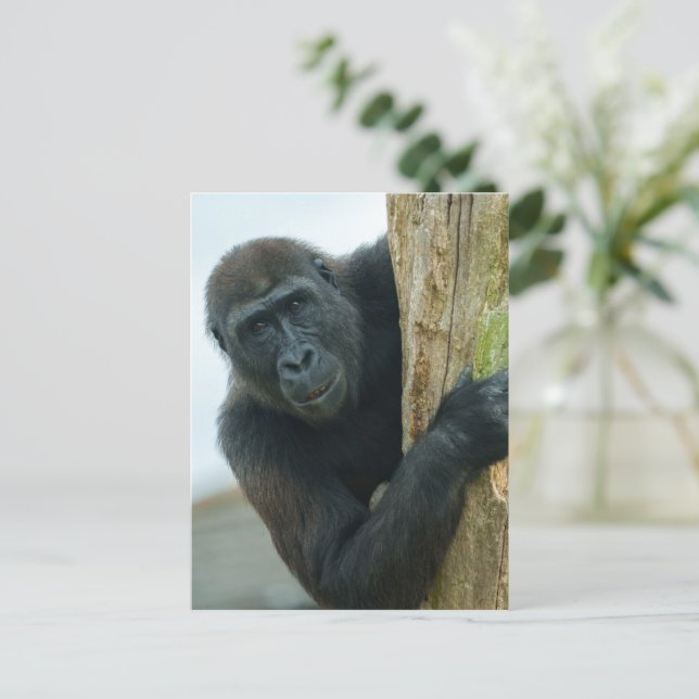 Carte Postale Gorilla (Debout devant)