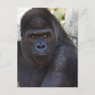 Carte Postale Gorilla