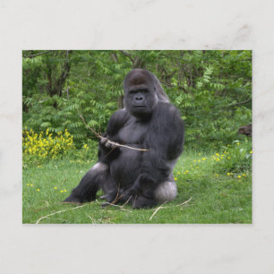 Carte Postale Gorilla