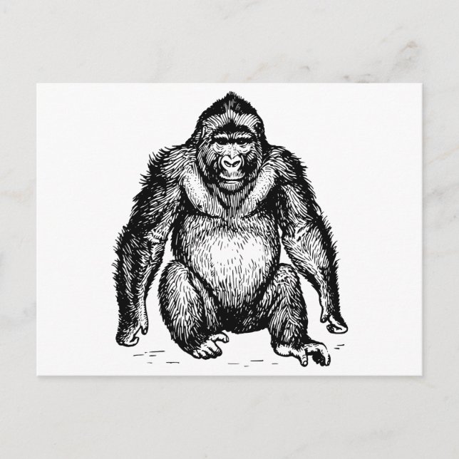 Carte Postale Gorilla (Devant)