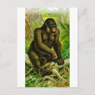 Carte Postale Gorilla