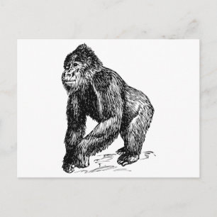 Carte Postale Gorilla