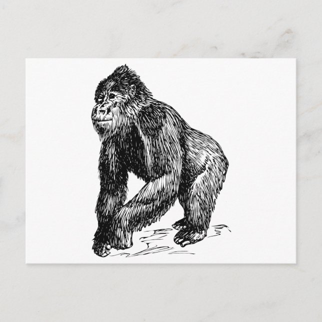 Carte Postale Gorilla (Devant)