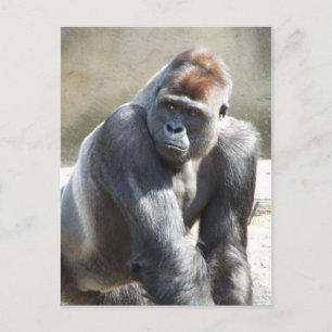 Carte postale Gorilla
