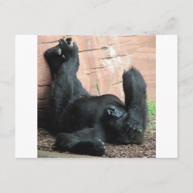 CARTE POSTALE GORILLA (Devant)