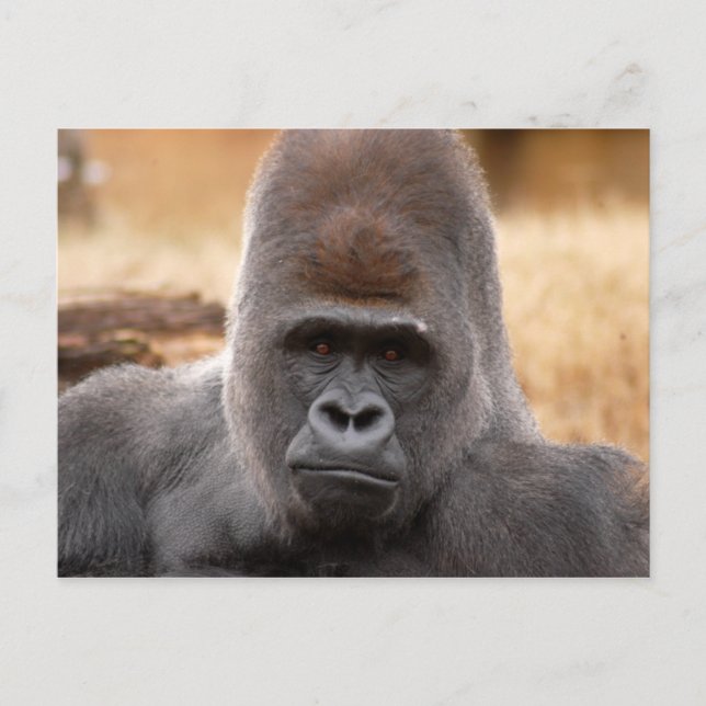 Carte Postale Gorilla_018 (Devant)