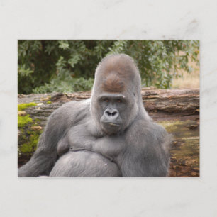 Carte Postale Gorilla_021