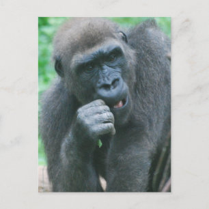 Carte postale Gorilla affamée