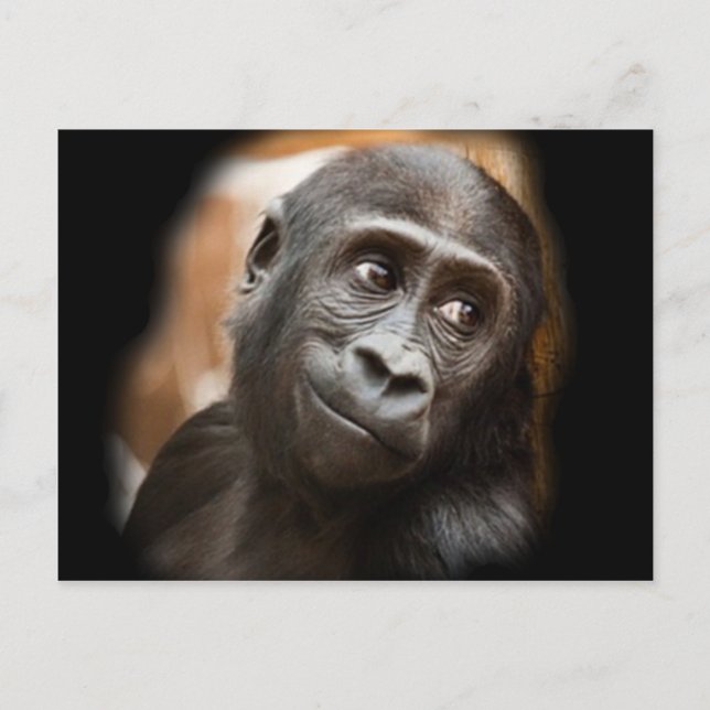 Carte Postale Gorilla Baby souriant (Devant)