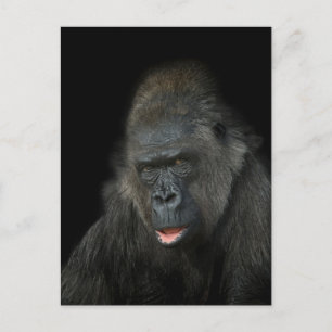 Carte Postale Gorilla Biddy