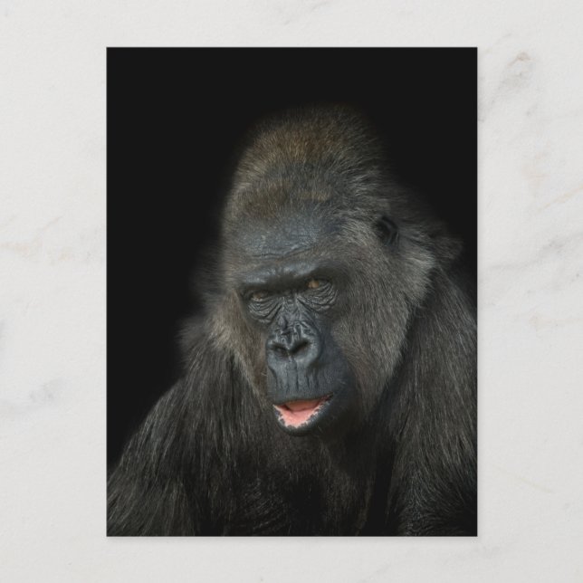 Carte Postale Gorilla Biddy Classic (Devant)
