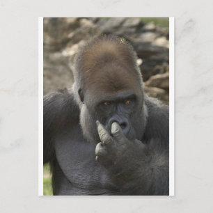 Carte Postale gorilla cueillir son nez - eeeewwwwwww!