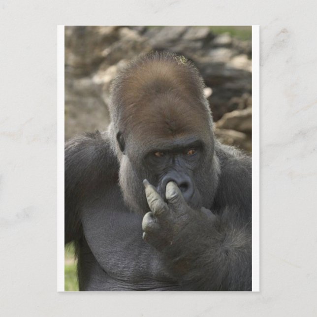 Carte Postale gorilla cueillir son nez - eeeewwwwwww! (Devant)
