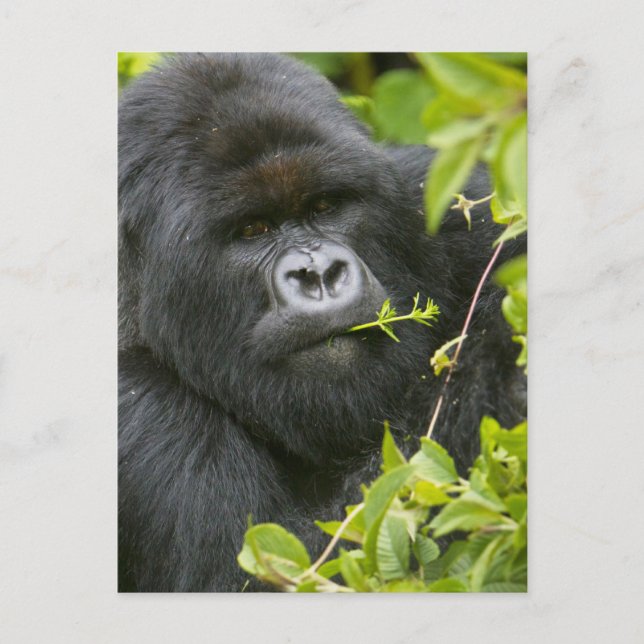 Carte Postale Gorilla de Silverback Mountain (Devant)