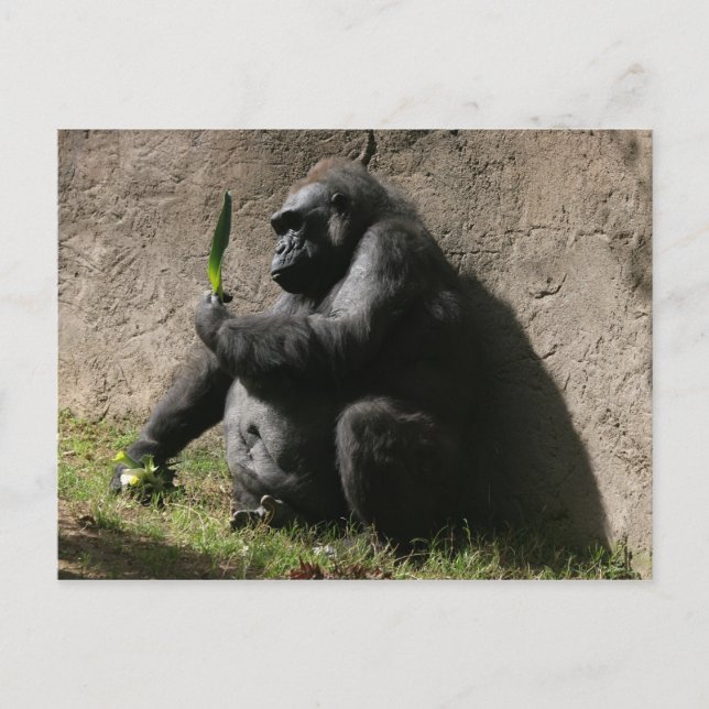 Carte Postale Gorilla des basses terres de l'Ouest (Devant)