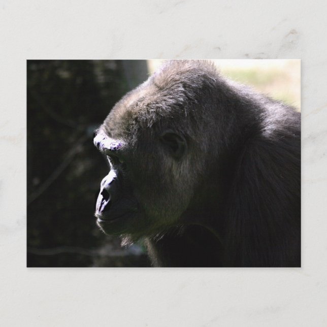Carte Postale Gorilla des basses terres de l'Ouest (Devant)