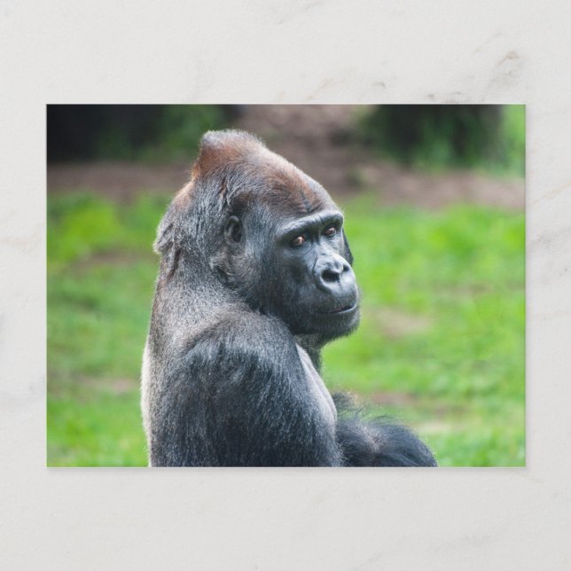 Carte Postale Gorilla des basses terres occidentales (Devant)