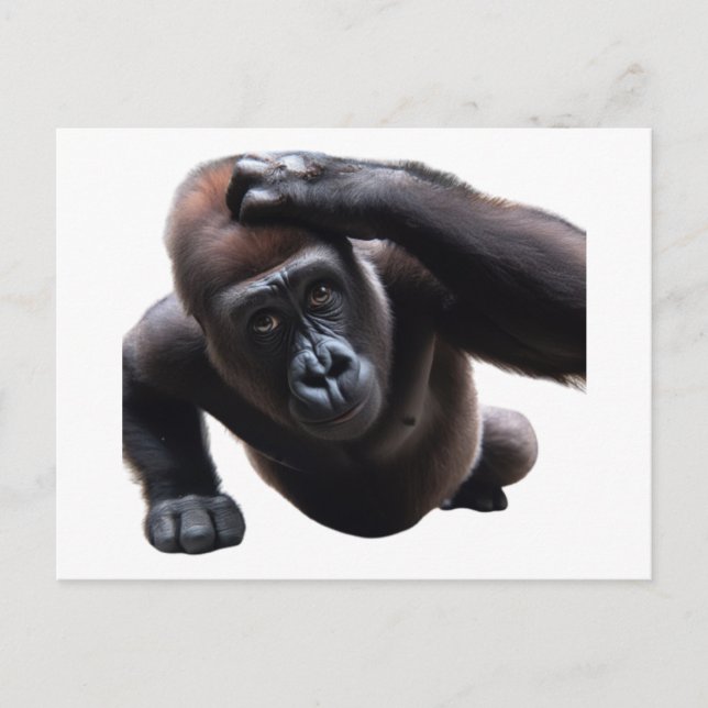 Carte Postale Gorilla doing push-ups. (Devant)