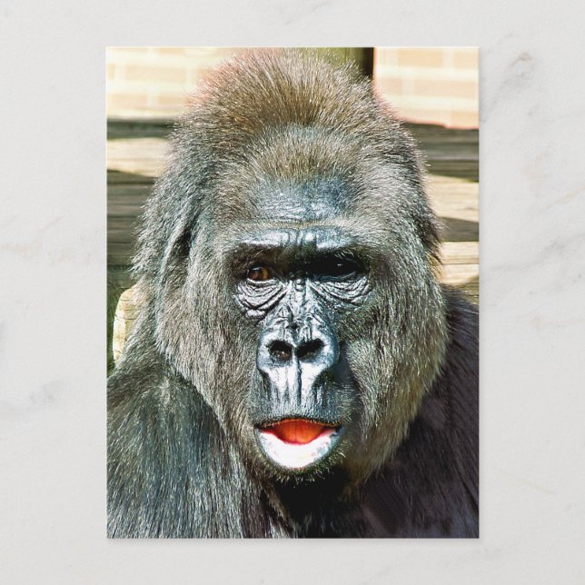 CARTE POSTALE GORILLA FRAÎCHE (Devant)