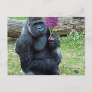 Carte Postale Gorilla Holding Flower