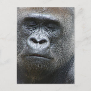 Carte postale Gorilla Look
