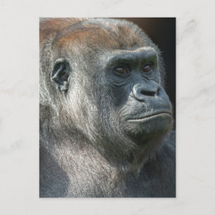 Carte Postale Gorilla Ozala